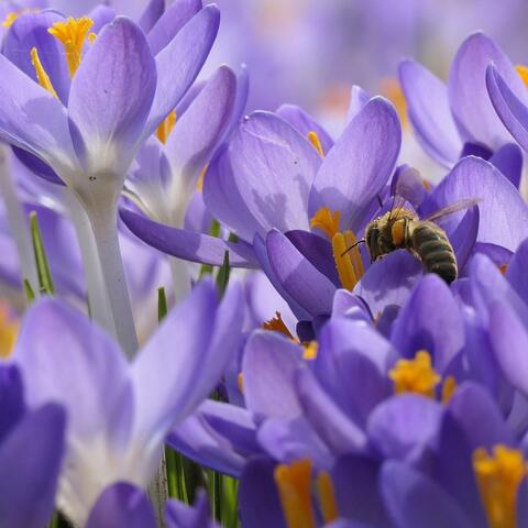 Dulce como la miel (feat. Pxnda lyrixs)