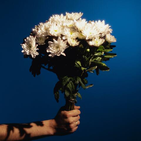 Chrysanthèmes