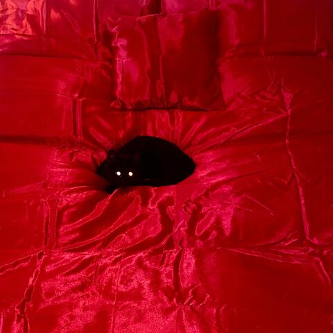 DOG DIVISION (feat. Motion)