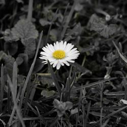 Indomable Forever (feat. Belani Music)