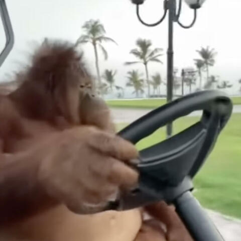 Monke in the golf cart