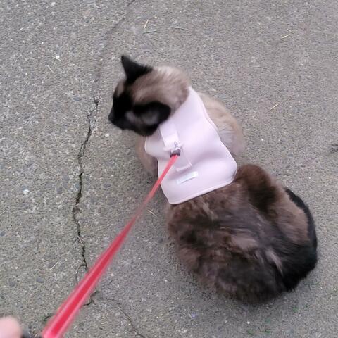 Surrender to the light