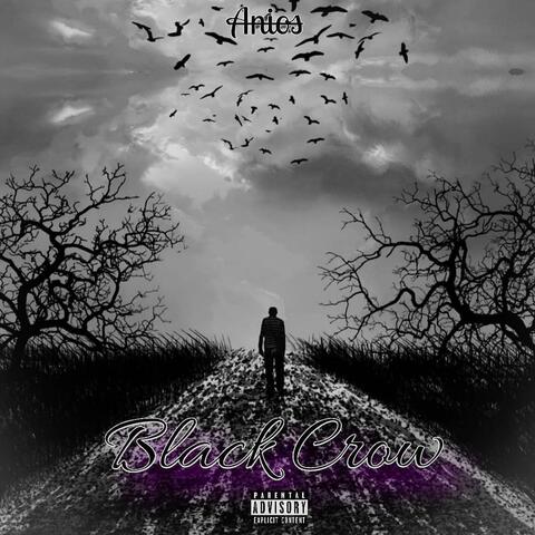 Black Crow