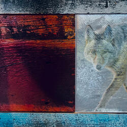 Skinny Coyote