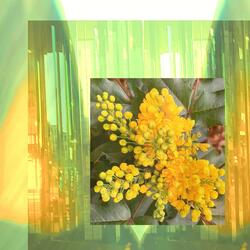 Bloom Mirror