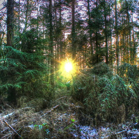 Town Wood