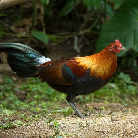 rahul konfronterer egg mother