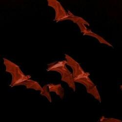 L'APPEL DU VIDE (feat. Scriptz)