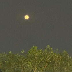 The Beautiful Moon