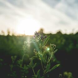 Morning's Gentle Embrace