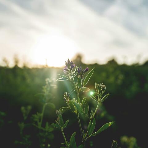 Morning's Gentle Embrace