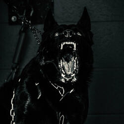 Barking Dogs Don't Bite