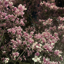 last tear (feat. Y5 Joker)