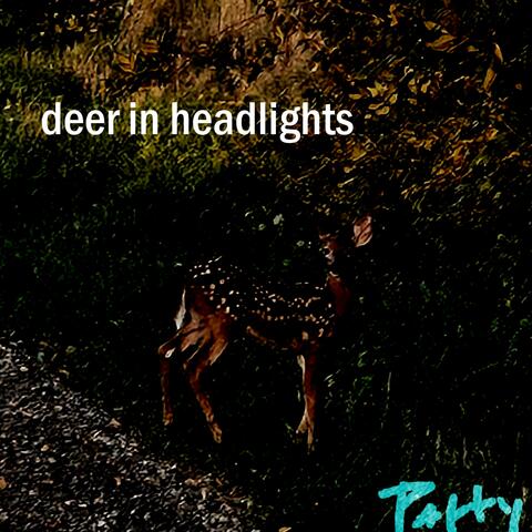 deer in headlights
