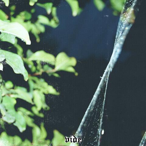 Decorated in spiderweb