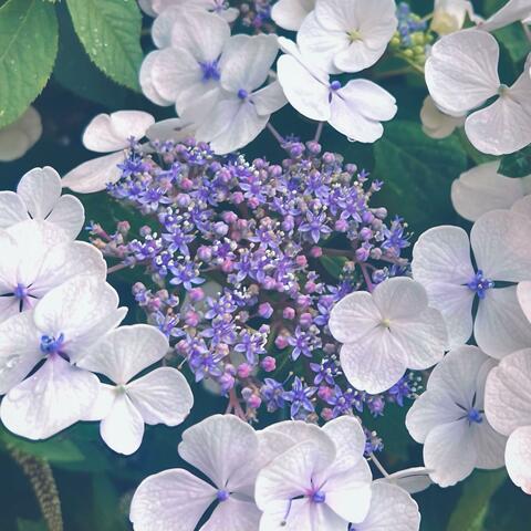 ONLY YOU (feat. Aris)