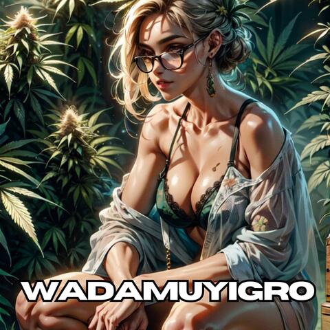 Cash cars no payments