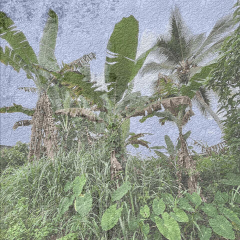 Bima