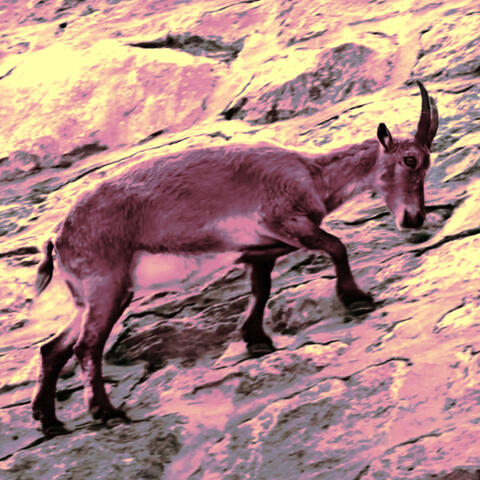 The AntiGoat (Hip Hop Instrumental)