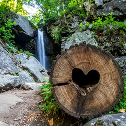 Sull'antico tronco reciso