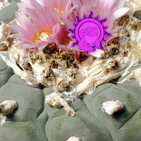 Mezcaline Beat