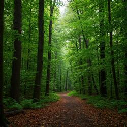 Forest Pulse