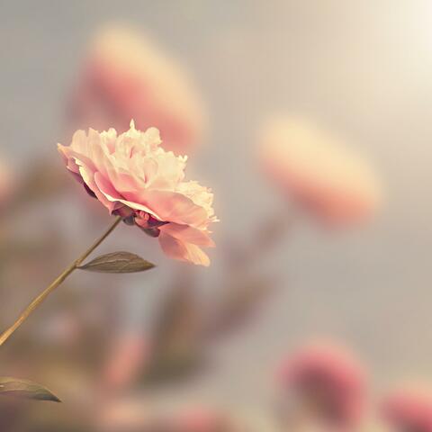 وَمَنْ يَرْغَبُ عَنْ مِلَّةِ إِبْرَاهِيمَ إِلَّا مَنْ سَفِهَ نَفْسَهُ