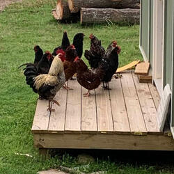 Gorilla 1 VS 100 (Demo Version)