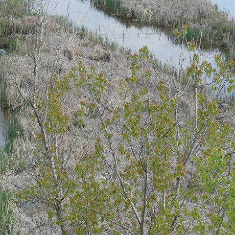 Tide delivers the Beast