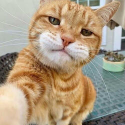 Kitty Emoji
