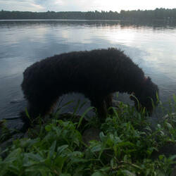 Spring Lake Shark