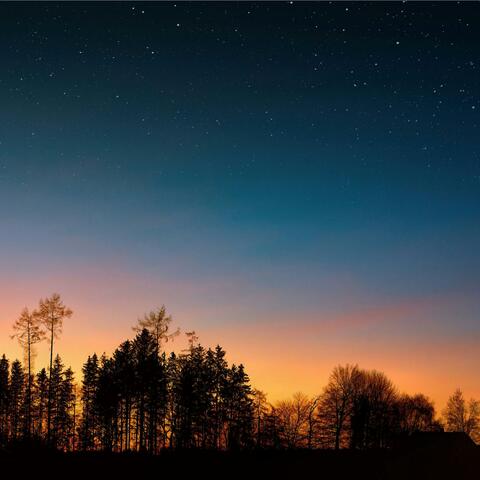 Tranquil Forest at Dusk