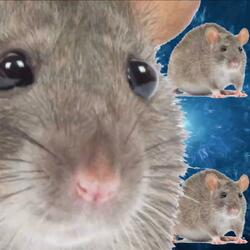 MuizenMixtape_Luuk28 (New) (L.H. Cook Mix)