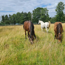 Mein Herz für mein Pferd