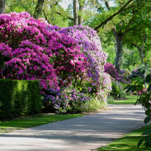 Soft Garden Footsteps