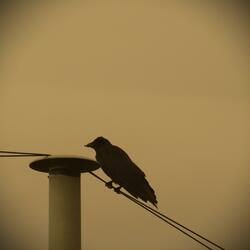 Lonely as a Crow