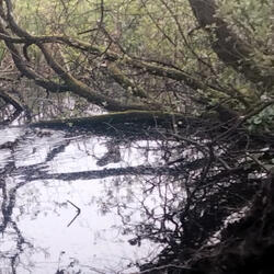Duck Pond