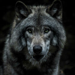 Canis Lupus (The Beast Inside)