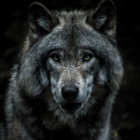 Canis Lupus (The Beast Inside)
