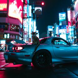 Kitty Krush