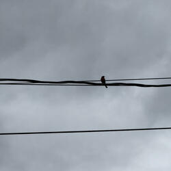 in the birds