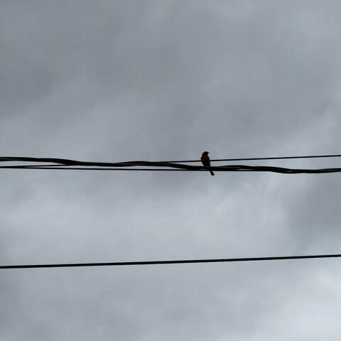 in the birds