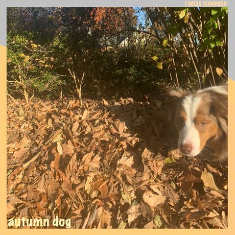 autumn dog