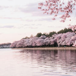 Vivaldi Spring 1'st Movement Allegro (feat. Antonio Vivaldi)