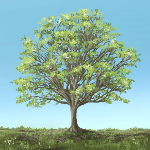 Equinox & Solstice: Vernal