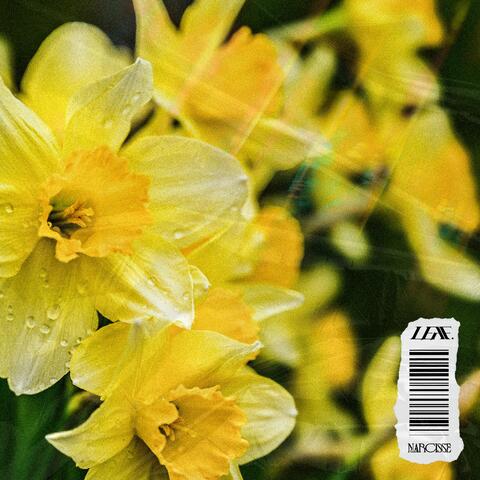 Narcisse