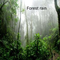 Relaxing music in forest(rainy days)