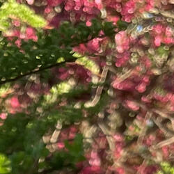 The Dance of Viloet and Chlorophyll