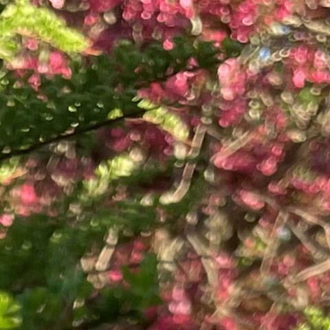 The Dance of Viloet and Chlorophyll