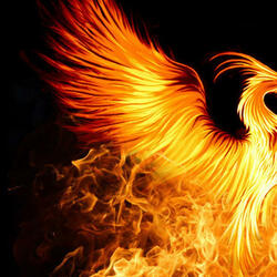 Phoenix Rising